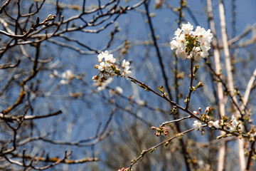 flower of a fruit tree on a background of ingish trees in the garden