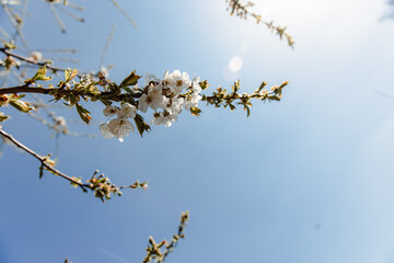color of white flowers on a background of blue sky