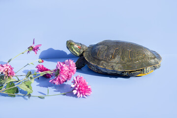 on a blue background lies a red-eared turtle. nearby flowers