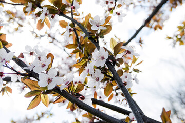 apricot blossom in spring