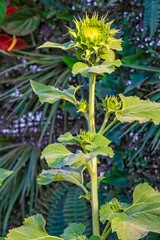 Sunflower plant with several buds
