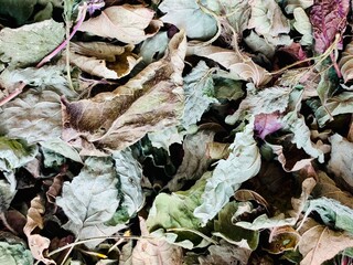 Lemon balm (Melissa officinalis) leaves for tea drying out. Concept for home made, bio tea, healthy living.