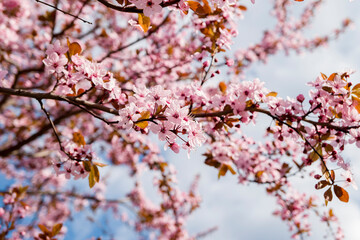 blossom in spring