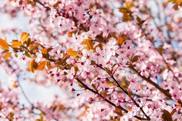 cherry pink blossom in spring with bkue sky in fruit garden