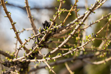 Young larch leaves bloom from buds on tree branches in spring in the city.