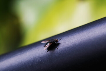 A domestic fly perched on a dark tube, in a garden