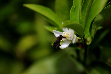A honey bee eating on some flowers of an apple tree