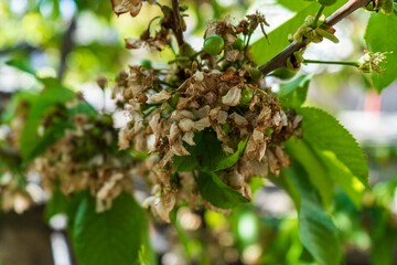Dried flowering cherry tree and green leaves