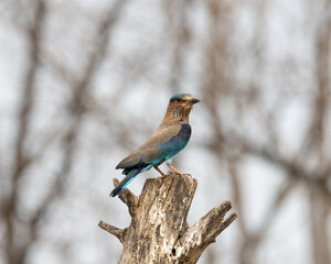 Indian Roller sitting on a tree with the nice soft background