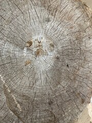 
Tree and its structure. Gray wood, texture.
An old, dried up stump on the ocean, washed by the waves. Stumps are the basis for homemade furniture.