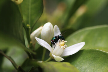 An insect, a housefly, on some flowers of an apple tree