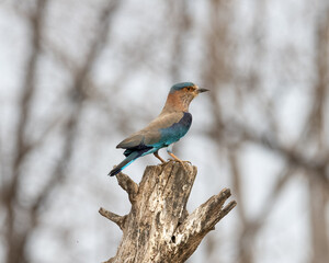 Indian Roller sitting on a tree with the nice soft background