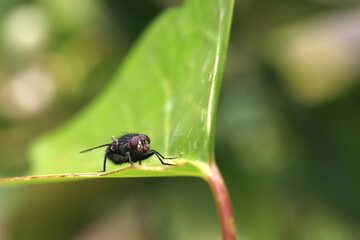 A housefly perched on a leaf, in the garden. 