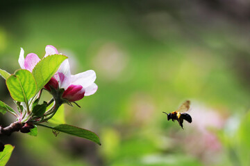 A honey bee loading with pollen fluttering over an apple blossom