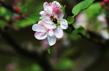 A honey bee eating on some flowers of an apple tree