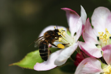 A honey bee eating on some flowers of an apple tree