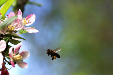 A honey bee loaded with pollen fluttering over an apple blossom
