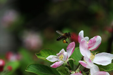 A honey bee loaded with pollen over an apple blossom
