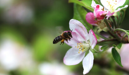A honey bee loaded with pollen fluttering over an apple blossom