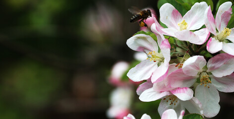 A honey bee fluttering over an apple blossom