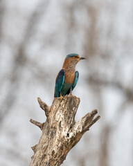 Indian Roller sitting on a tree with the nice soft background