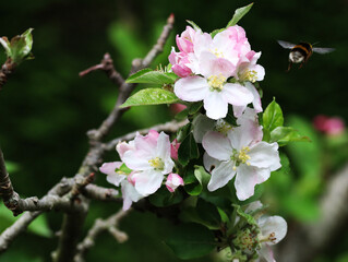 A bumblebee flying over some flowers of an apple tree