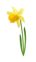 Yellow narcissus varieties Lemon Silk flower on stem with leaves isolated on white background  