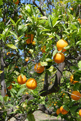 Zitrusplantagen und Orangenbäume auf Terassenfelder in der Serra de Tramuntana bei Soller und...