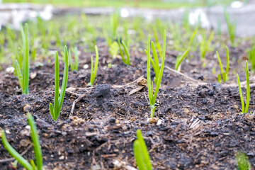 Onion shoots in the garden. Young fresh onion feathers that grow in the garden. High quality photo