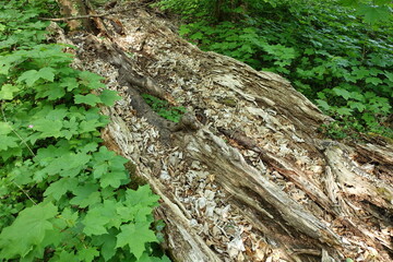 Arbre mort en forêt qui devient substrat