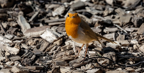 robin on the ground