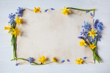 Spring yellow daffodils and blue muscari flowers, scilla on white wooden background and paper for greeting text