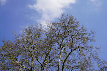 Die Baumkrone einer riesigen Platane im Frühlings Sonnenschein.