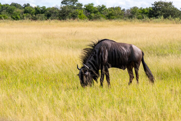 Wilde Beest