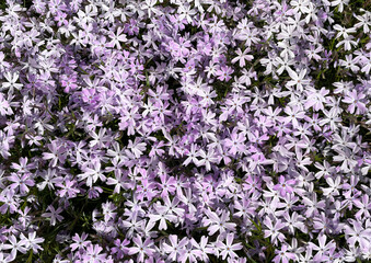 flowering blue violet creeping phlox - mountain phlox - moss phlox (Phlox subulata)