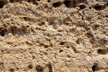 The surface of the yellow shell stone in close-up.