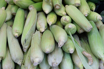 Rows of corn on the cob wrapped in leaves on a supermarket shelf. Corn at the vegetable market.
