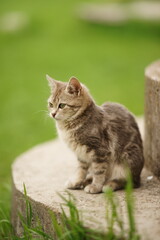 Naklejka na ściany i meble Lovely tortoiseshell cat sits on a step among green grass in a spring garden