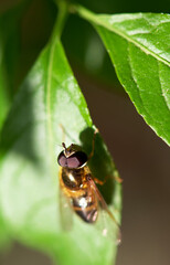 Bee on leaf