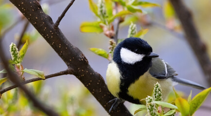 Fototapeta premium great tit on branch