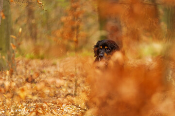 black and gold Hovie dog hovawart almost disappearing in the forest among the colourful oak leaves