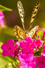 Full face portrait of a butterfly on a pink flower