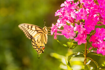 Butterfly swallowtail on a bunch of phlox flower
