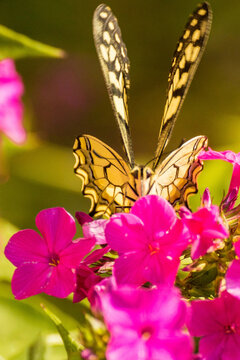 Full face portrait of a butterfly on a pink flower