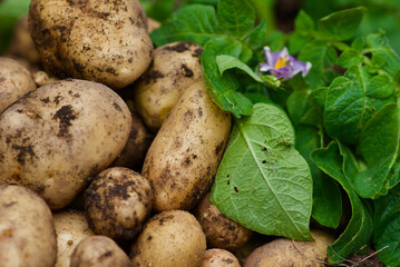 Heap of gathered new potatoes with purple potato flower and green potato plant in summer.