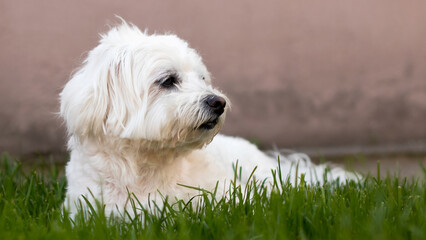 Maltese dog lying down on the grass.