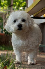 A cute Maltese dog in the yard. White dog. 