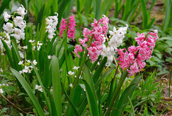 Pink and white hyacinths