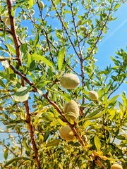 Almonds on a tree branch in the forest against the blue sky