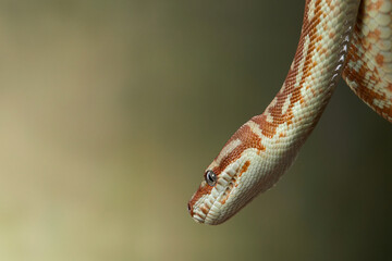 Fototapeta premium snake on a green background. Carpet python. Animal in the studio